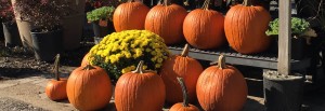 Fall display at the Denison Garden Center